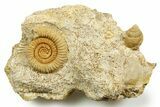 Jurassic Ammonite (Parkinsonia) and Sea Snail Fossil - France #367823-1